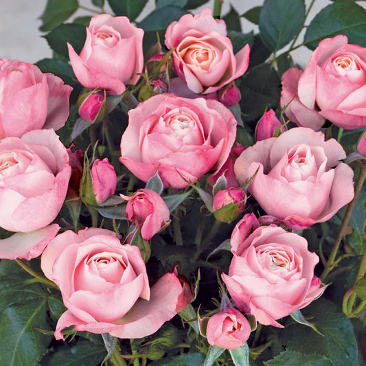 02029_412412640000000000000000000000000000000000000000.bmp