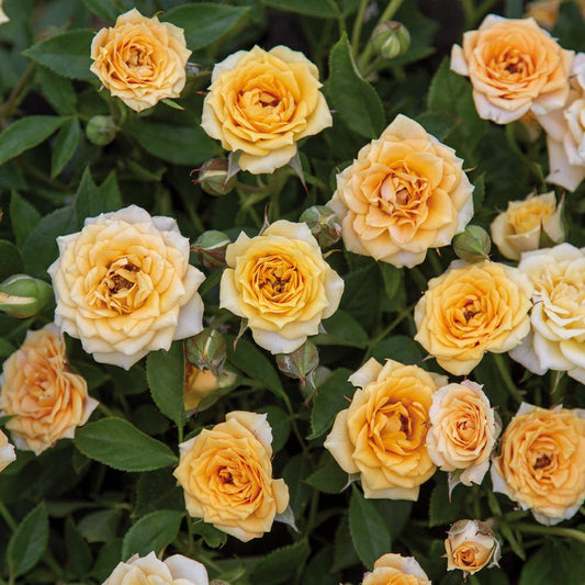 03004_413410500000000000000000000000000000000000000000.bmp