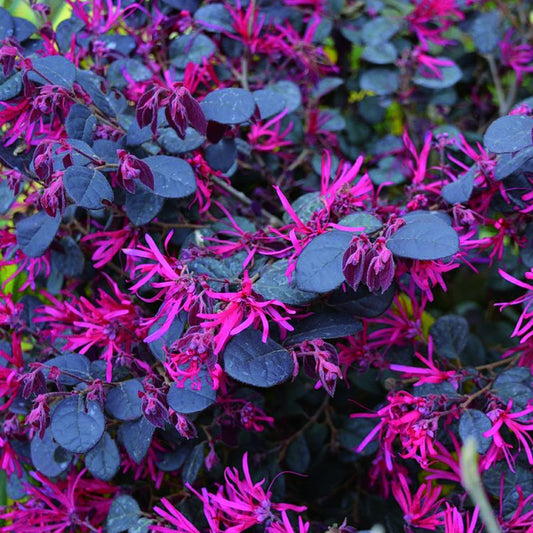 48247_554495500000000000000000000000000000000000000000.bmp
