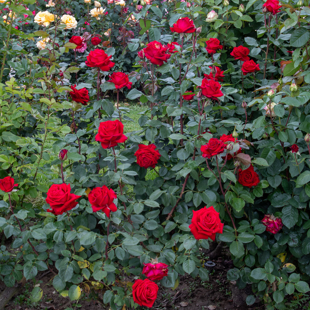 01022_d000005883_0001_0001.jpg
