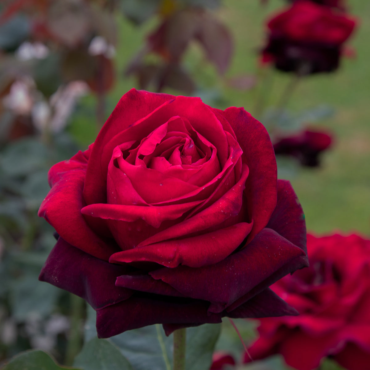 01180_d000006154_0001_0001.jpg