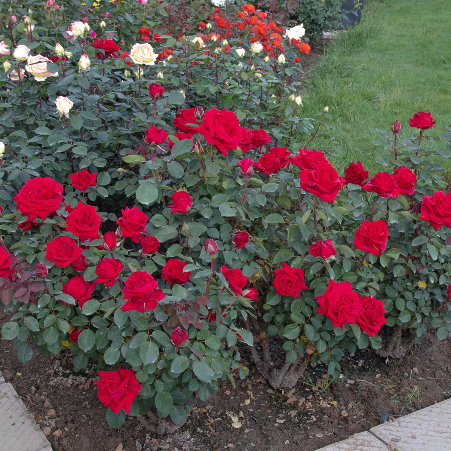 01275_d000006464_0001_0001.jpg