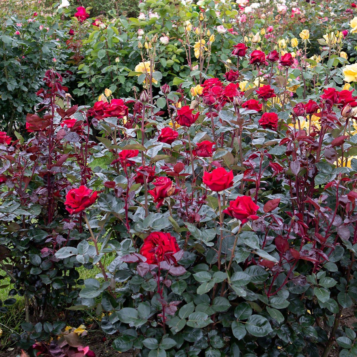 01278_d000006473_0001_0001.jpg
