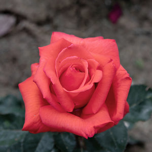 01282_d000006481_0001_0001.jpg