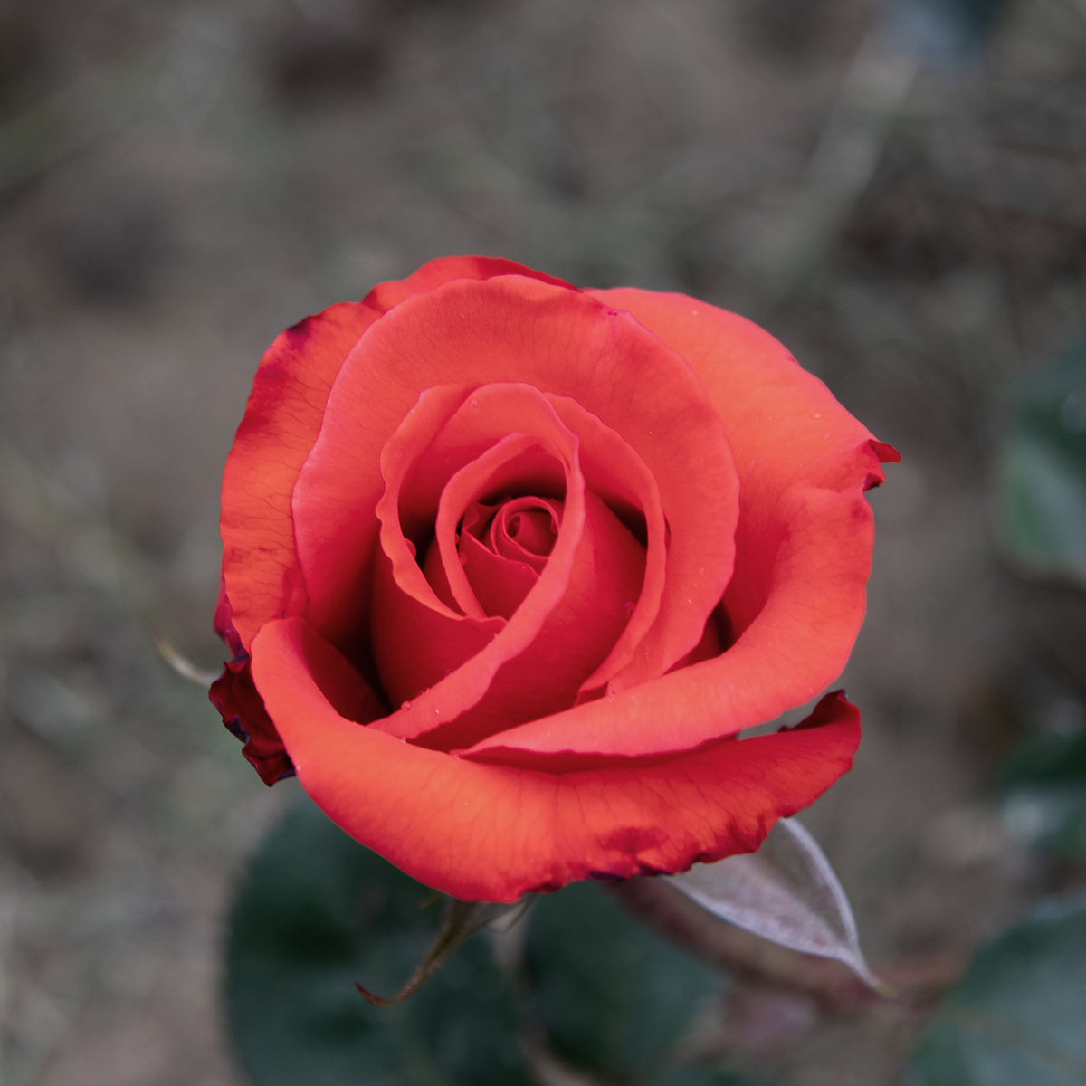 01282_d000006482_0001_0001.jpg