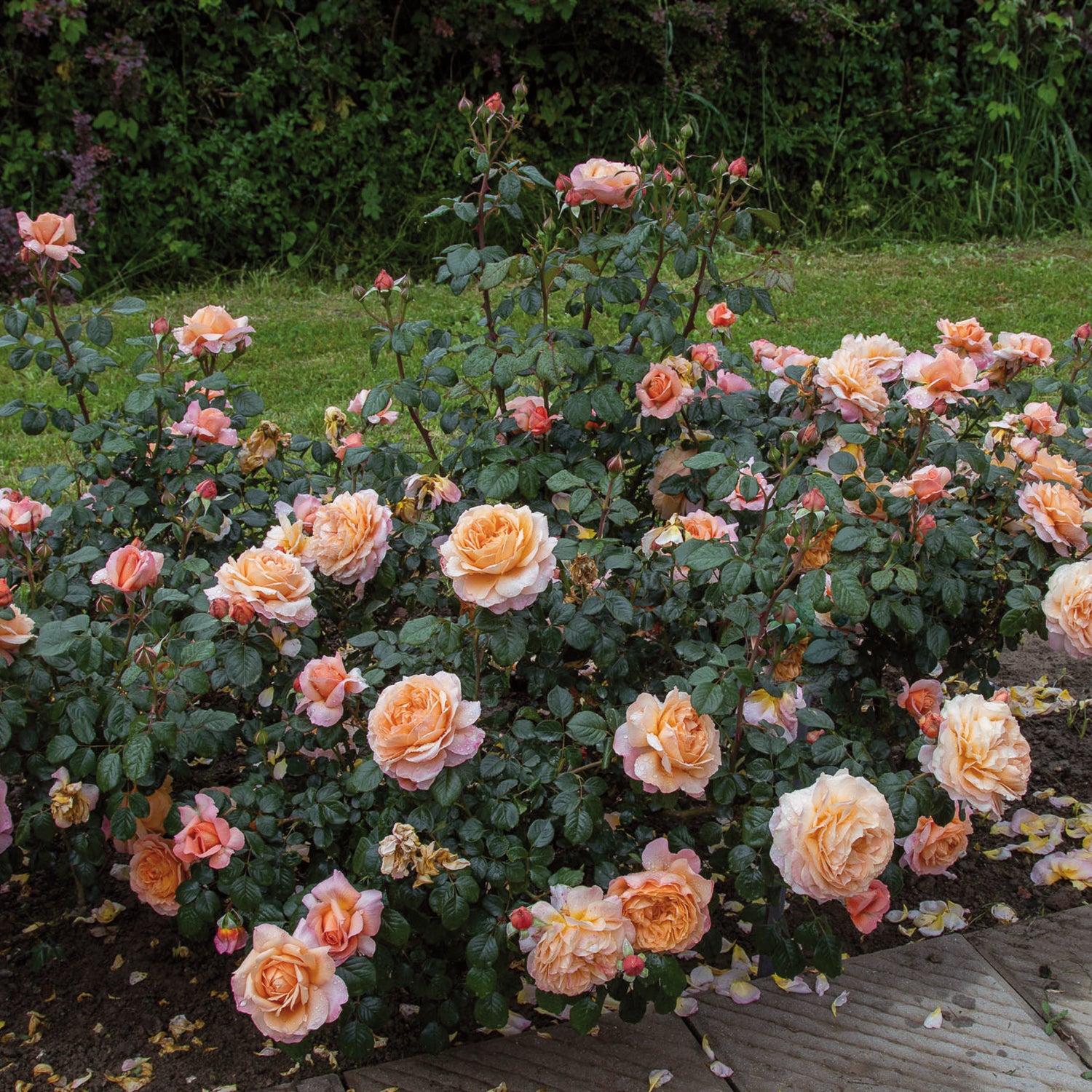 01330_d000005924_0001_0001.jpg