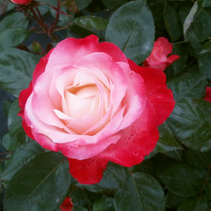 01360_d000006263_0001_0001.jpg