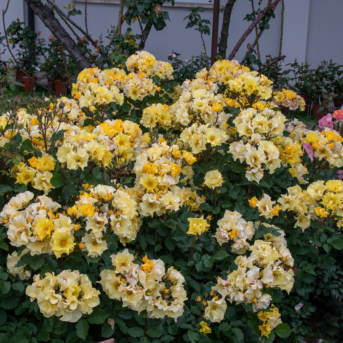 02009_d000005866_0001_0001.jpg