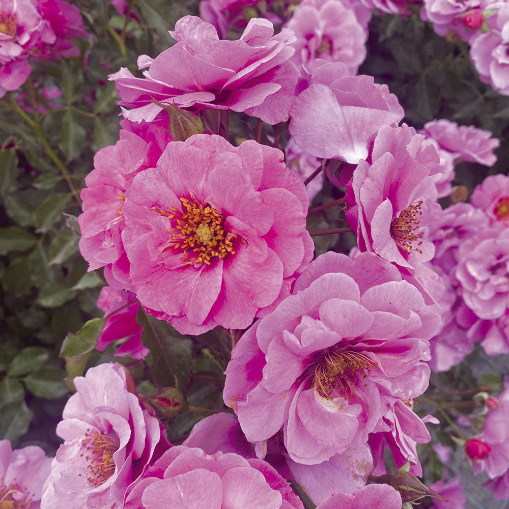 02072_d000013479_0001_0001.jpg