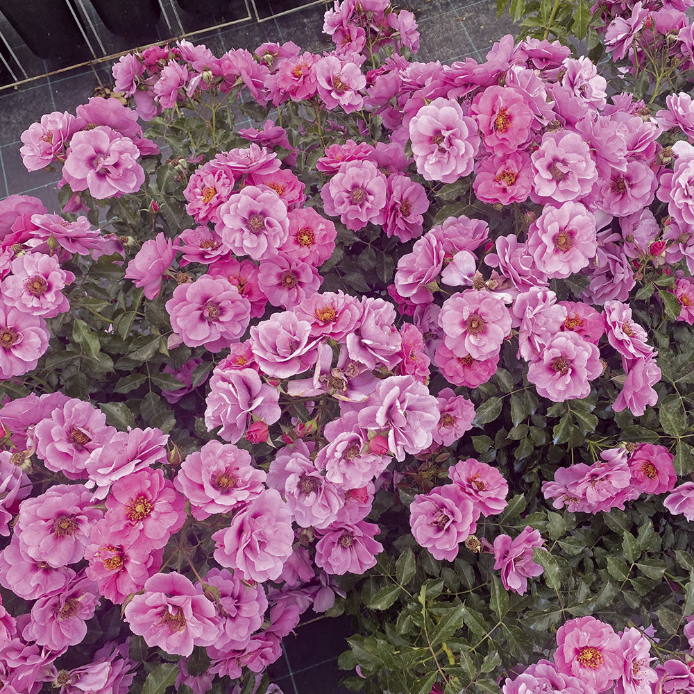 02072_d000013480_0001_0001.jpg