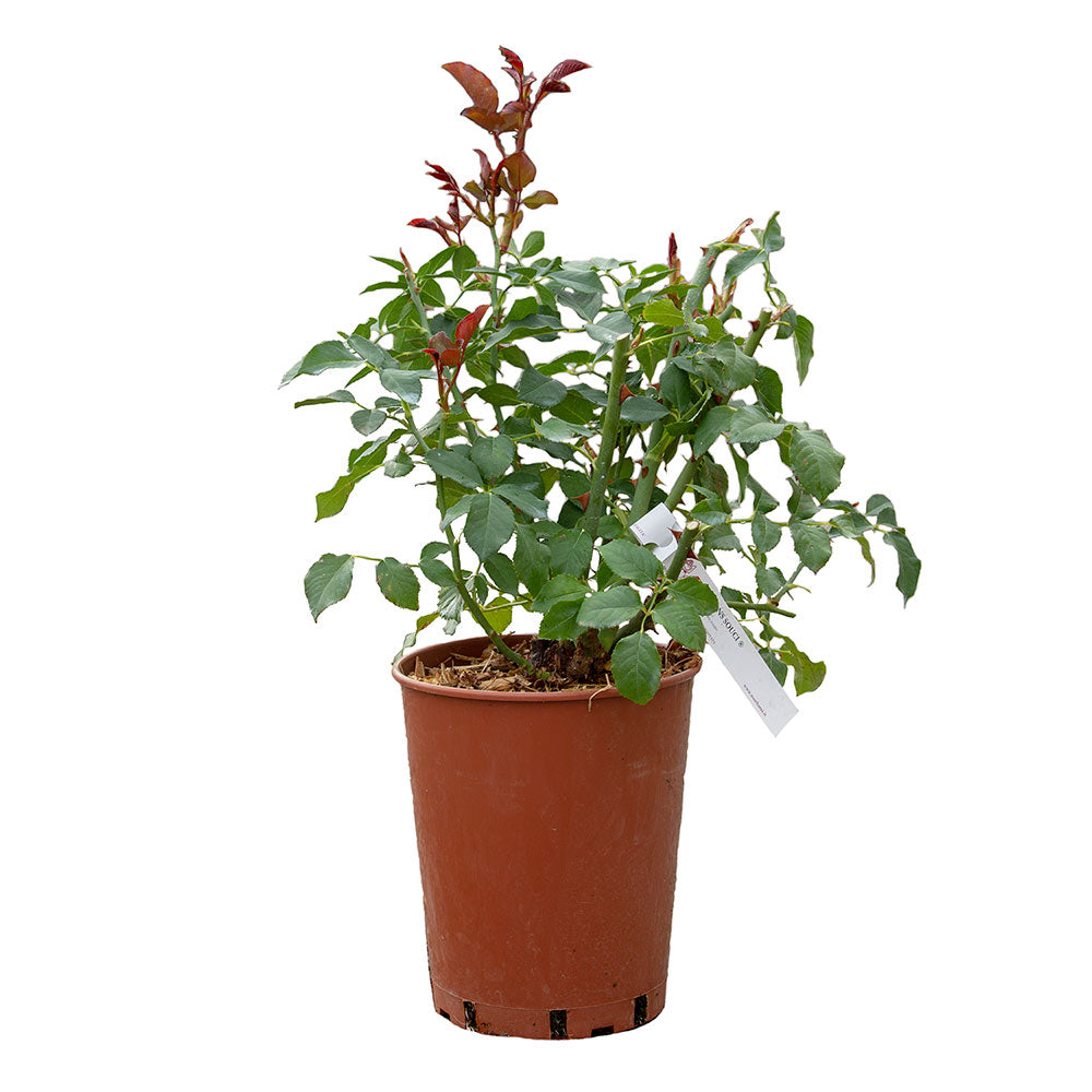 02073_d000013828_0001_0001.jpg