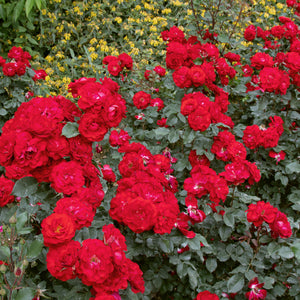 02084_d000006340_0001_0001.jpg