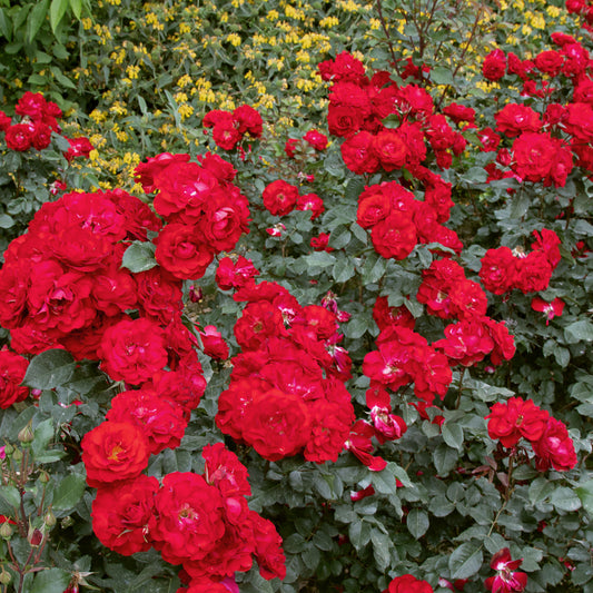 02084_d000006340_0001_0001.jpg