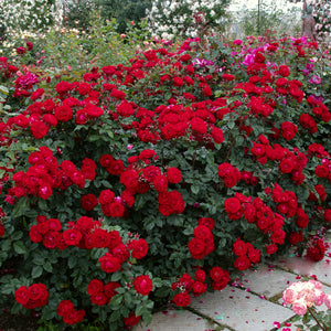 02084_d000006343_0001_0001.jpg