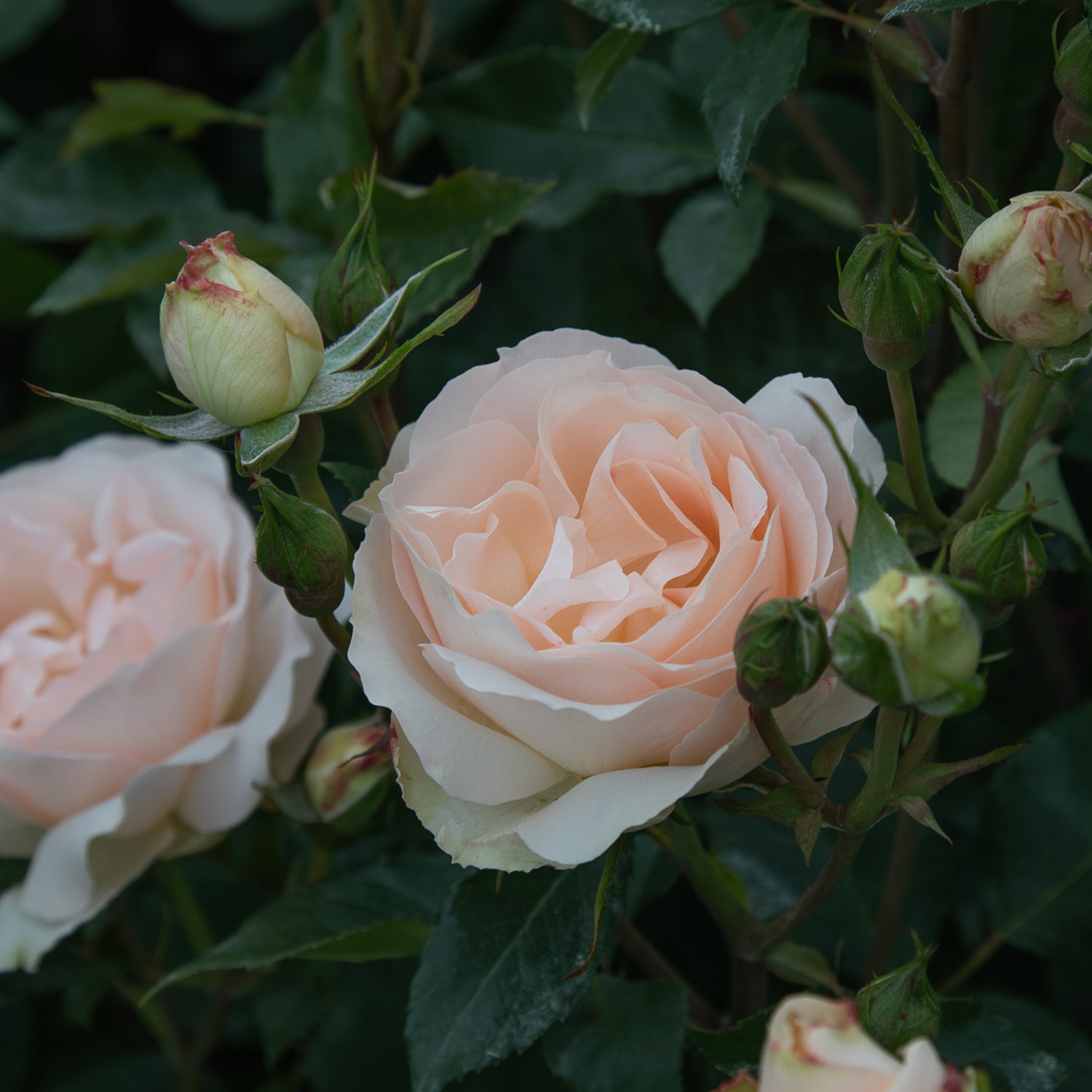 02090_d000006400_0001_0001.jpg