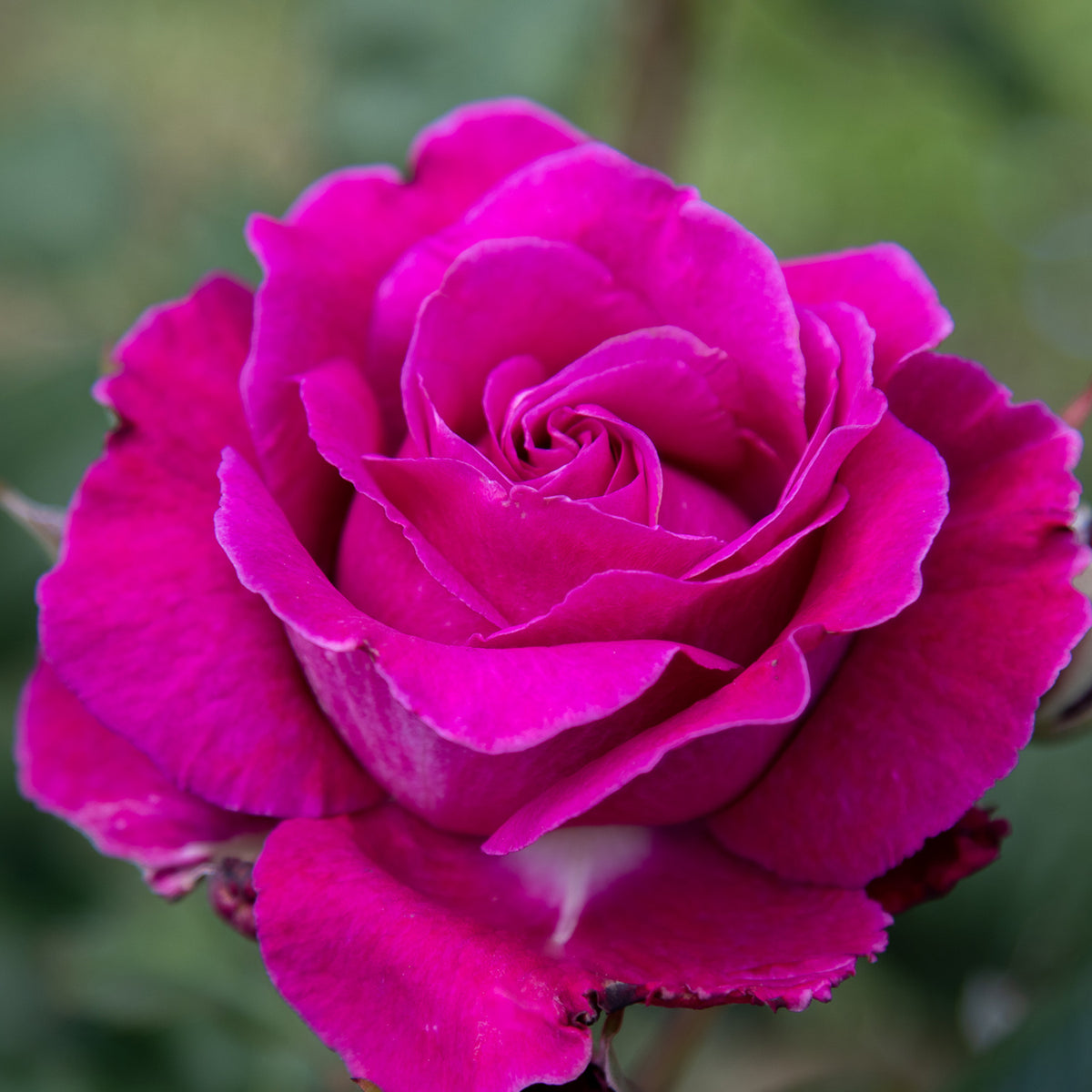 02097_d000006414_0001_0001.jpg