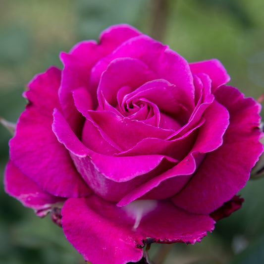 02097_d000006414_0001_0001.jpg