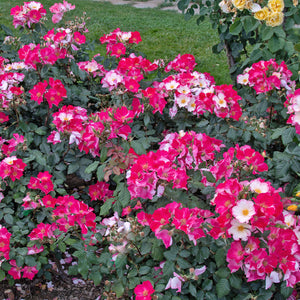 02098_d000006426_0001_0001.jpg