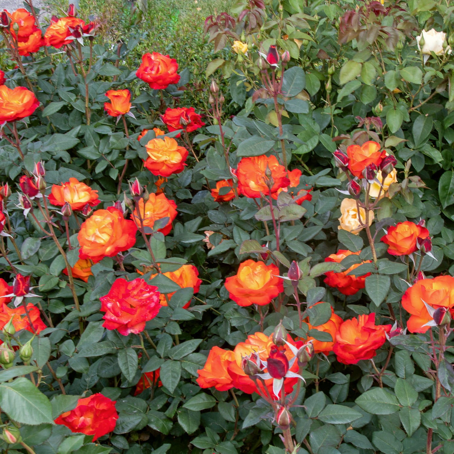 02100_d000006450_0001_0001.jpg
