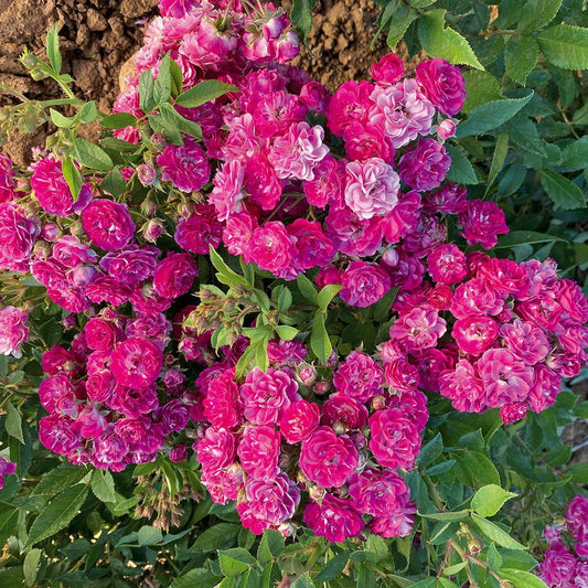 04011_414411440000000000000000000000000000000000000000.bmp