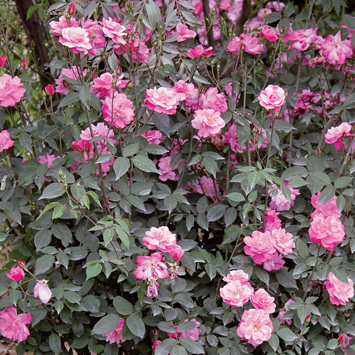 05168_d000006276_0001_0001.jpg