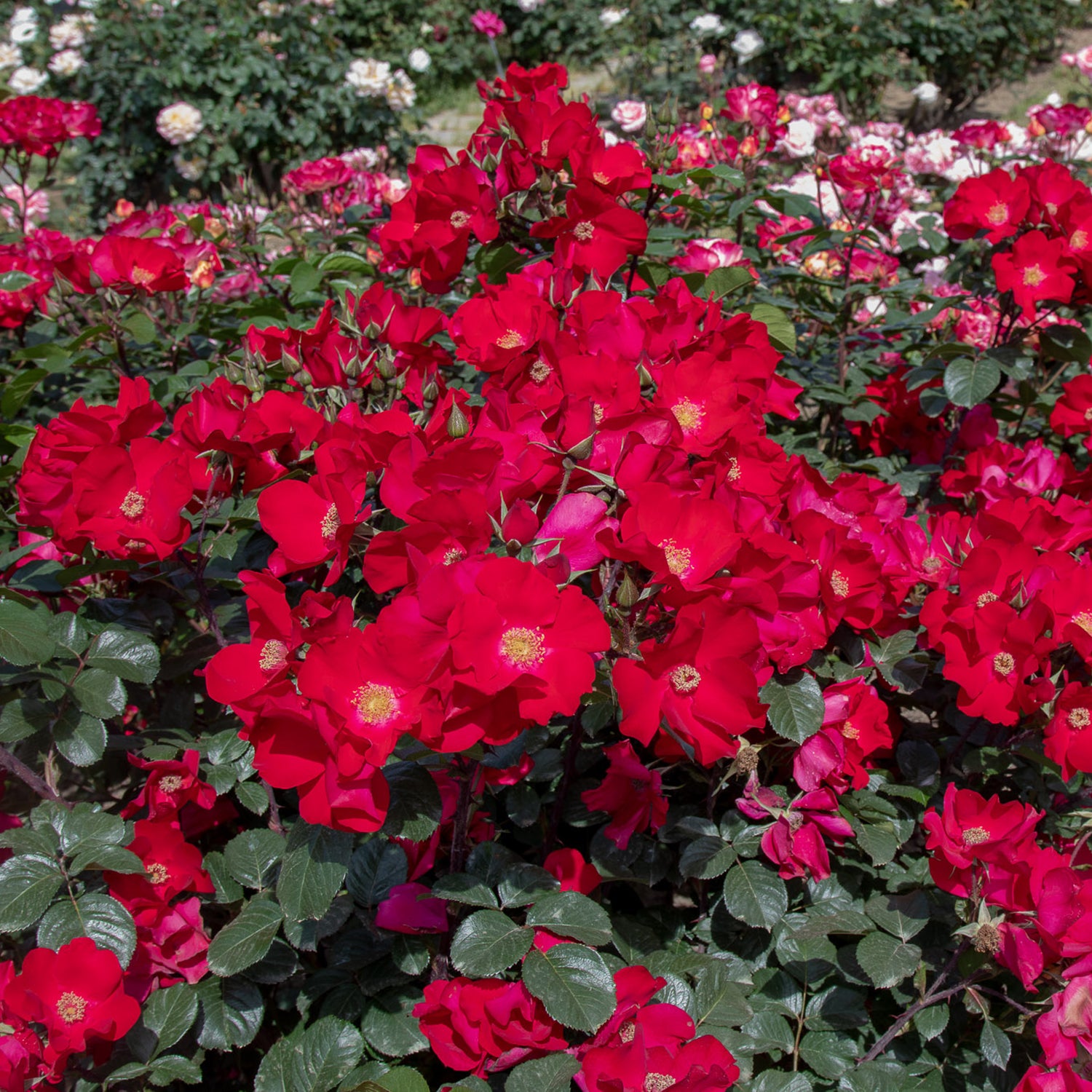 06050_d000006365_0001_0001.jpg