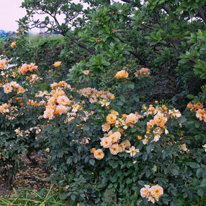 06080_d000006494_0001_0001.jpg