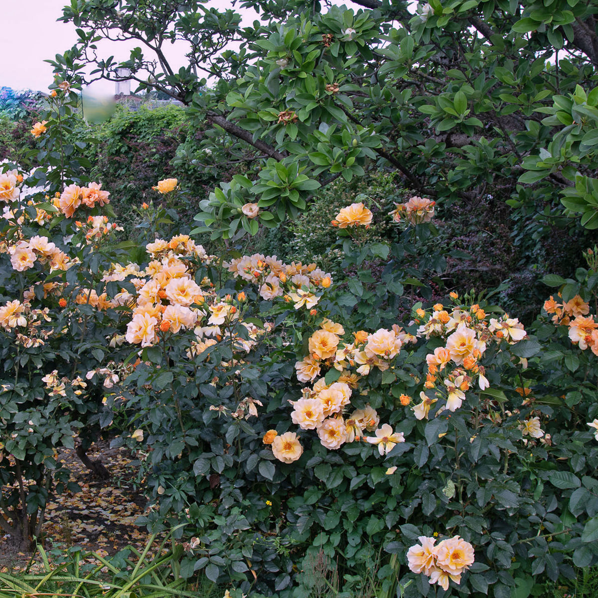 06080_d000006494_0001_0001.jpg