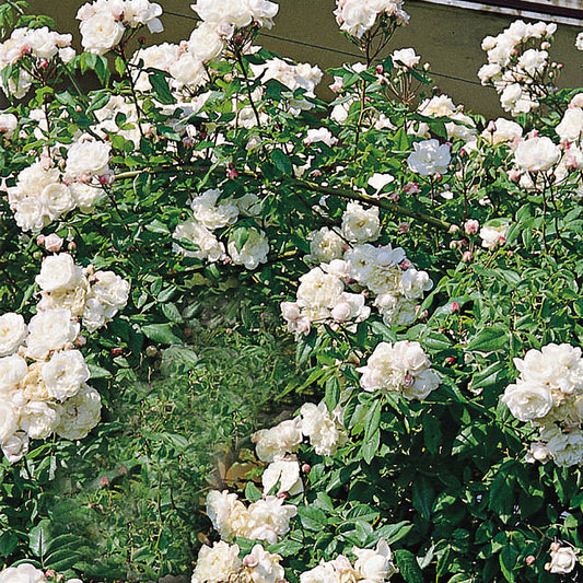 14005_d000006619_0001_0001.jpg