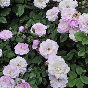 14016_454411580000000000000000000000000000000000000000.bmp