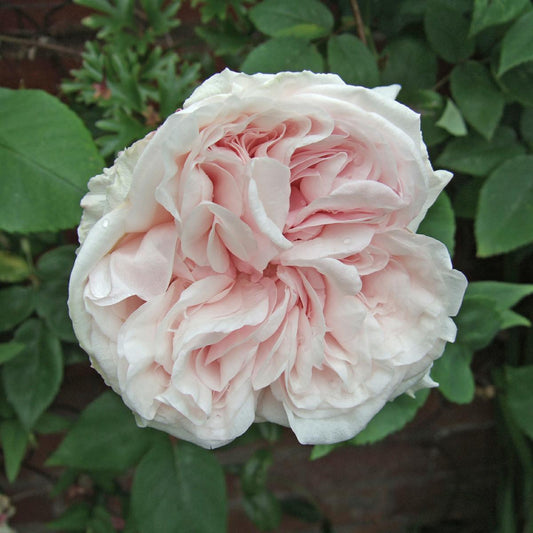 14020_454412400000000000000000000000000000000000000000.bmp
