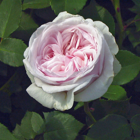 14020_d000006625_0001_0001.jpg