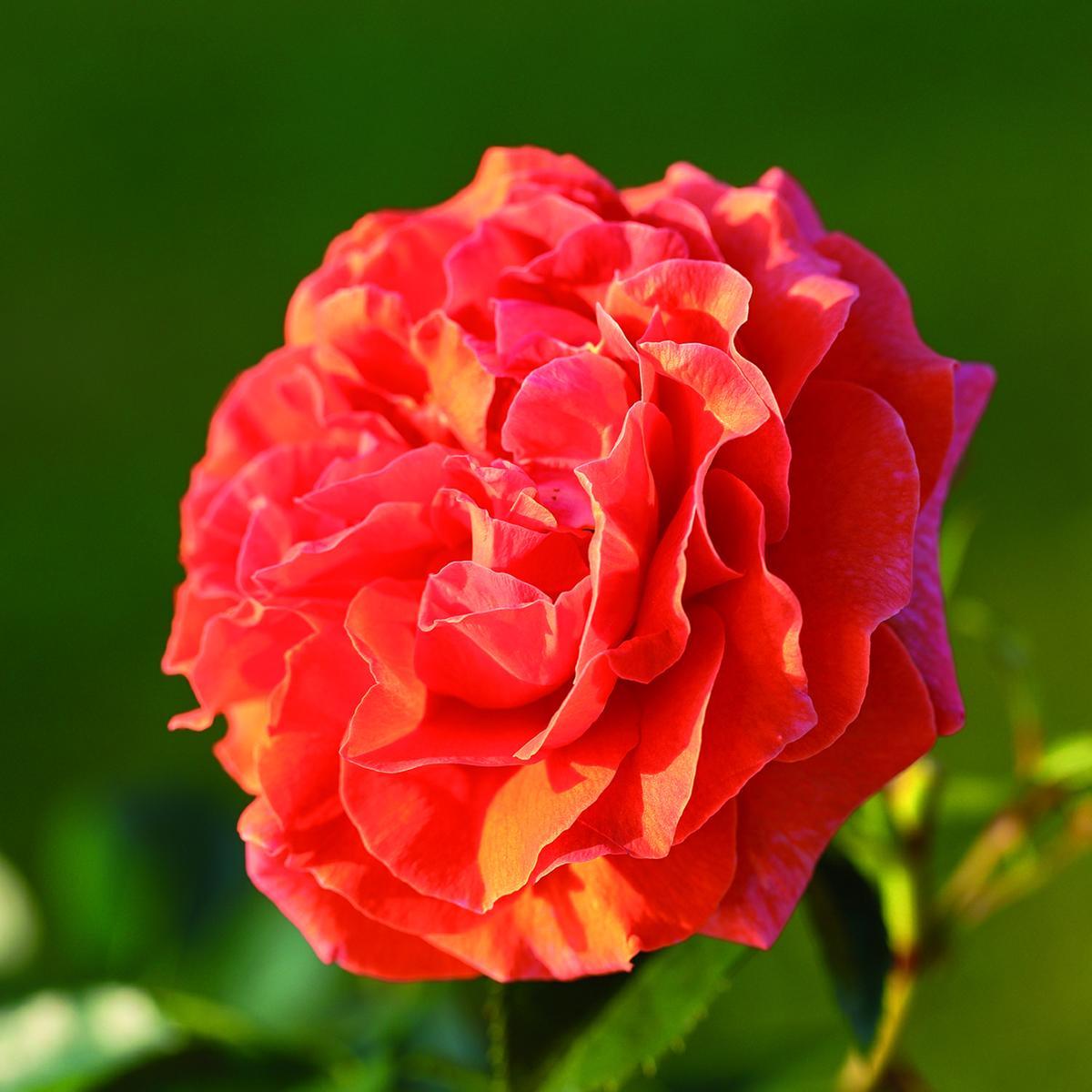 15062_455416480000000000000000000000000000000000000000.bmp