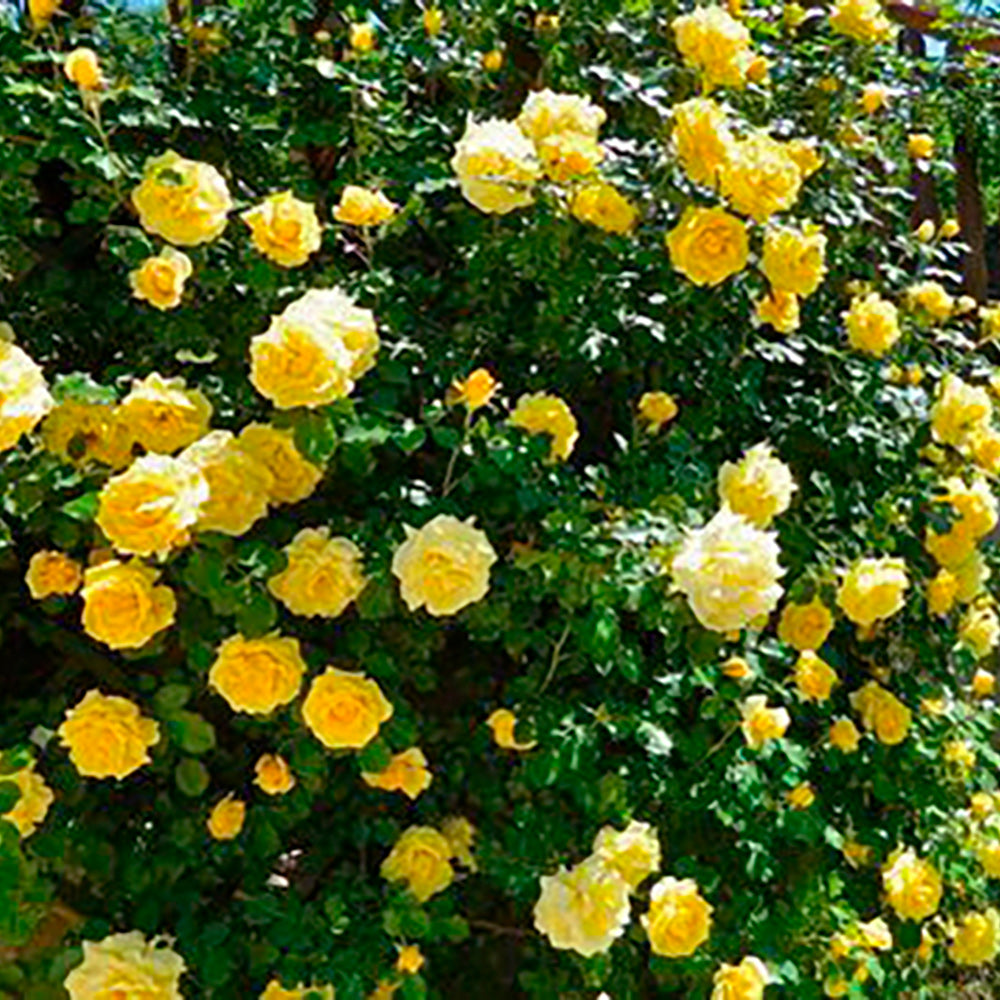 15077_d000015368_0001_0001.jpg