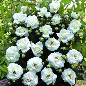 17100_457450400000000000000000000000000000000000000000.bmp