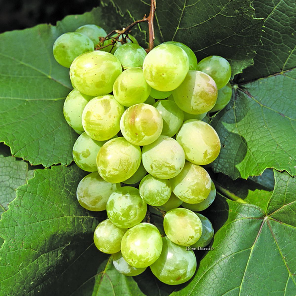 35059_4D5415640000000000000000000000000000000000000000.bmp