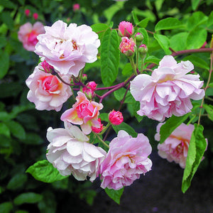 40075_415417400000000000000000000000000000000000000000.bmp
