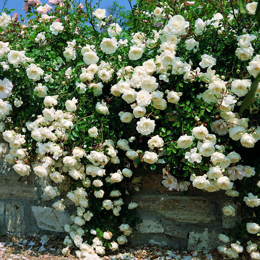 40329_414415540000000000000000000000000000000000000000.bmp