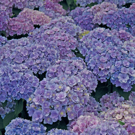 54056_d000006693_0001_0001.jpg