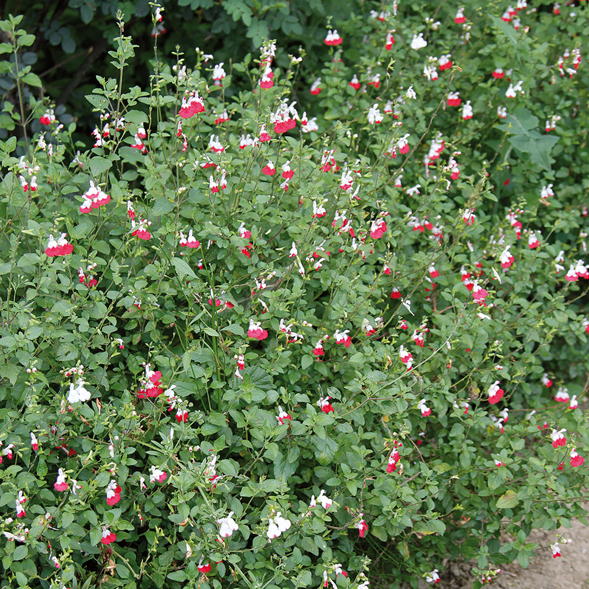 54078_d000006702_0001_0001.jpg
