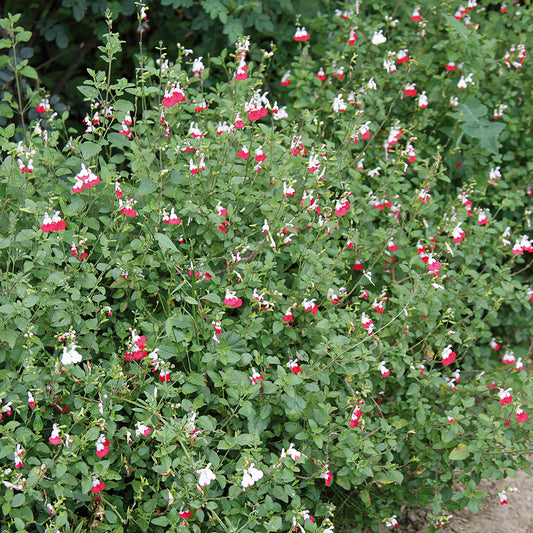 54078_d000006702_0001_0001.jpg
