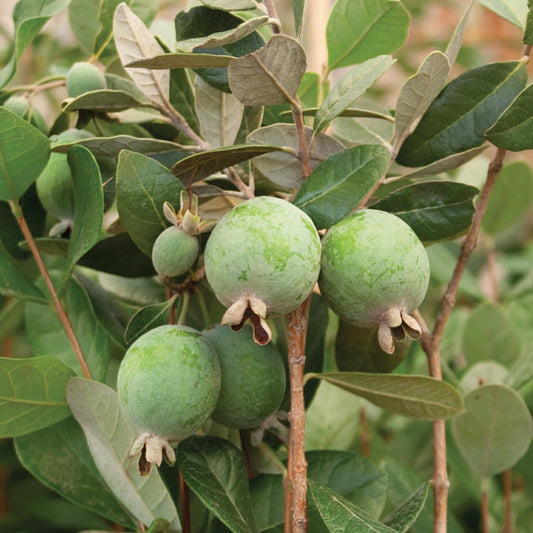 54084_554418500000000000000000000000000000000000000000.bmp