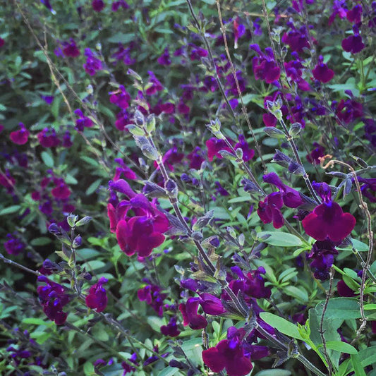 54137_d000006704_0001_0001.jpg