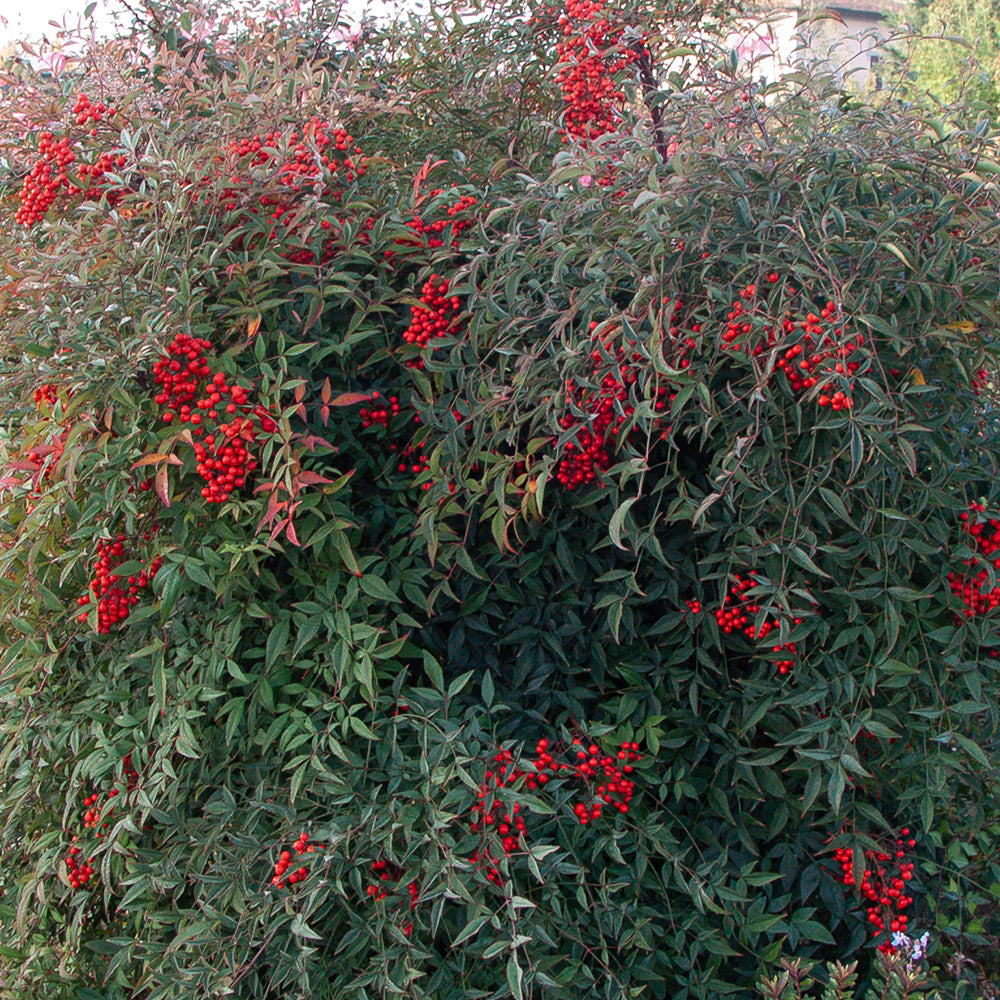 54194_d000016262_0001_0001.jpg