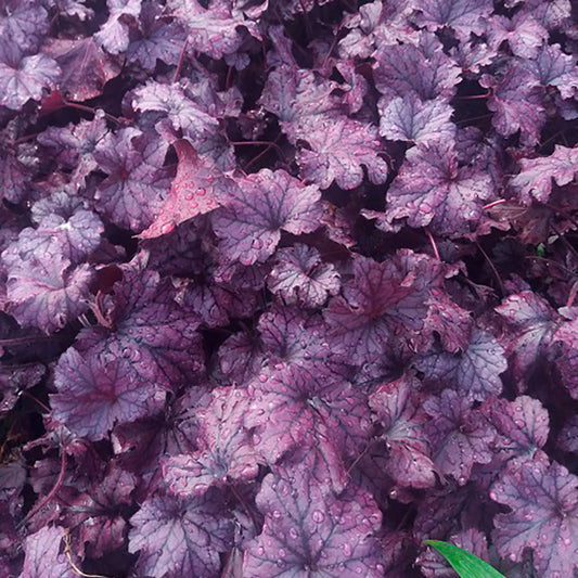 54426_d000015445_0001_0001.jpg